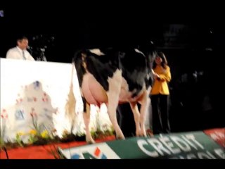 Aulnois Holsteins & Jerseys