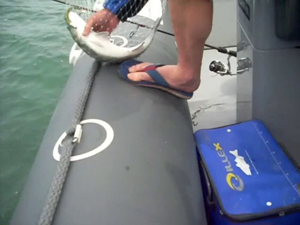 Peche au bar open labrax courseulles organiser par hyperborea