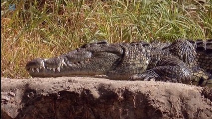 Wybrzeże drapieżców.