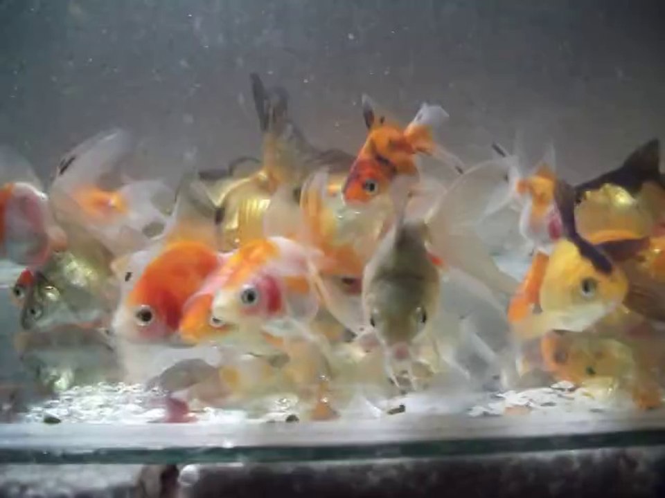 ryukin