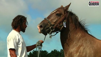 Bangor: Concours Cheval Breton - TVBI Belle-ile Télévision