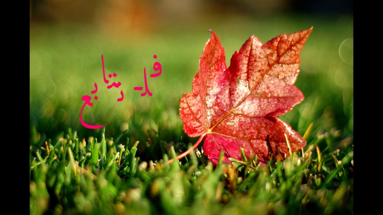 ثيران هجوله