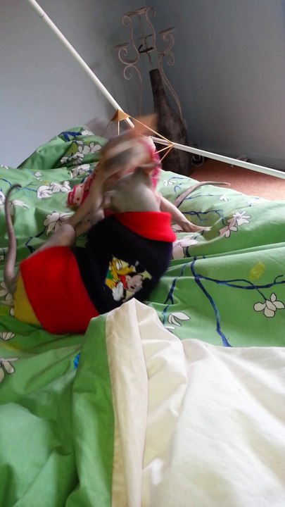 Sphynx kitten Playing - http://drzenaidycastro.com.au/ City Dentist Melbourne Dr Zenaidy Castro VOGUE SMILES MELBOURNE COSMETIC DENTIST CITY SMILES MELBOURNE AUSTRALIA (2)