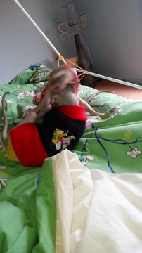 Sphynx kitten Playing - drzenaidycastro.com.au/ City Dentist Melbourne Dr Zenaidy Castro VOGUE SMILES MELBOURNE COSMETIC DENTIST CITY SMILES MELBOURNE AUSTRALIA (2)