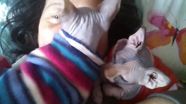 Sphynx kitten kissing their mum - drzenaidycastro.com.au/ City Dentist Melbourne Dr Zenaidy Castro VOGUE SMILES MELBOURNE COSMETIC DENTIST CITY SMILES MELBOURNE AUSTRALIA (1)