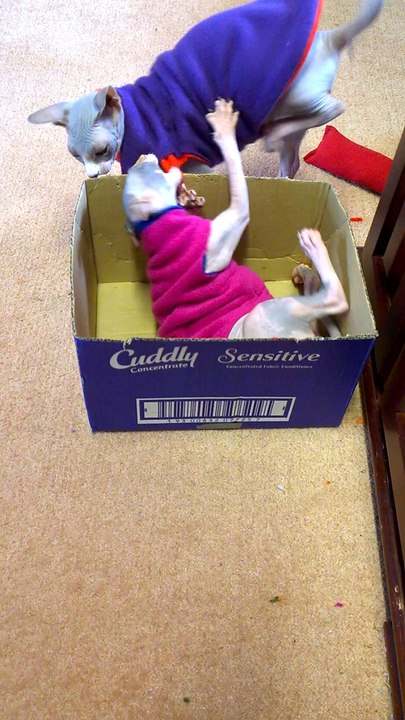 Sphynx kitten Playing - http://drzenaidycastro.com.au/