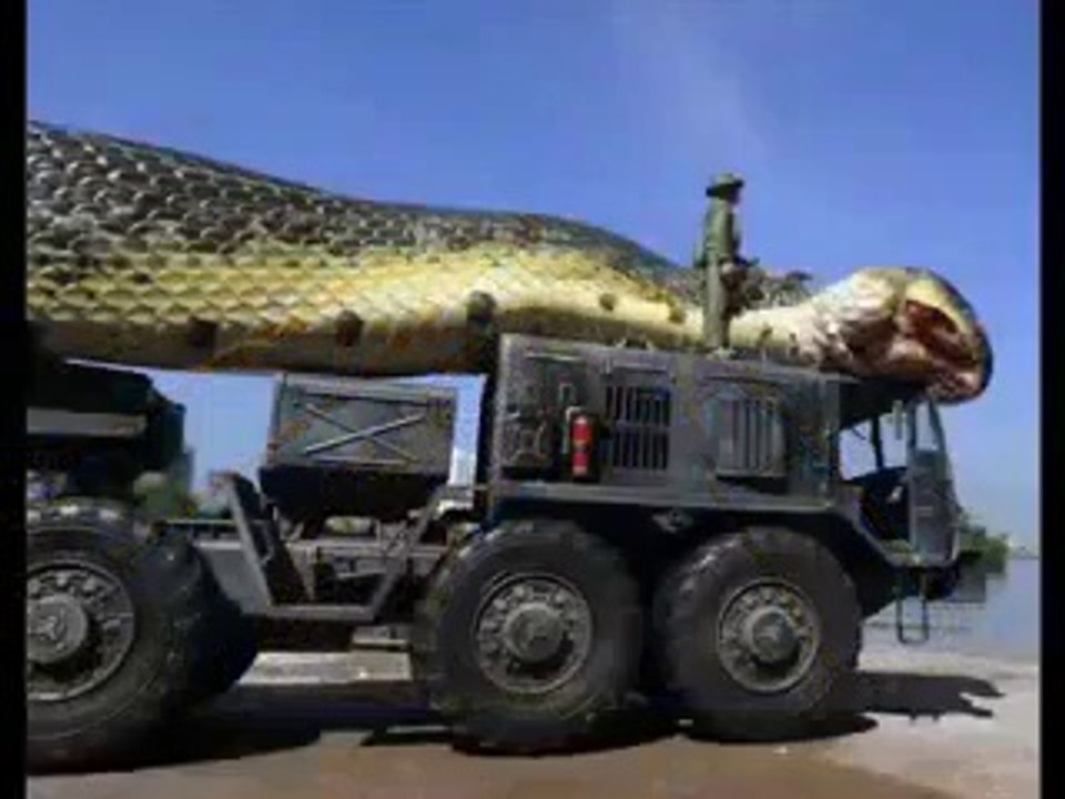 The world's dangerous dragons