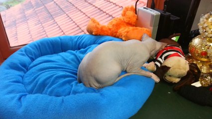 cute sphynx kittens playing together - http://drzenaidycastro.com.au/ City Dentist Melbourne Dr Zenaidy Castro VOGUE SMILES MELBOURNE COSMETIC DENTIST CITY SMILES MELBOURNE cbd city 3000 AUSTRALIA  (3)