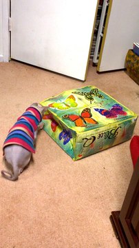 Sphynx kitten Playing - httpdrzenaidycastro.com.au City Dentist Melbourne Dr Zenaidy Castro VOGUE SMILES MELBOURNE COSMETIC DENTIST CITY SMILES MELBOURNE cbd city 3000 AUSTRALIA (5)