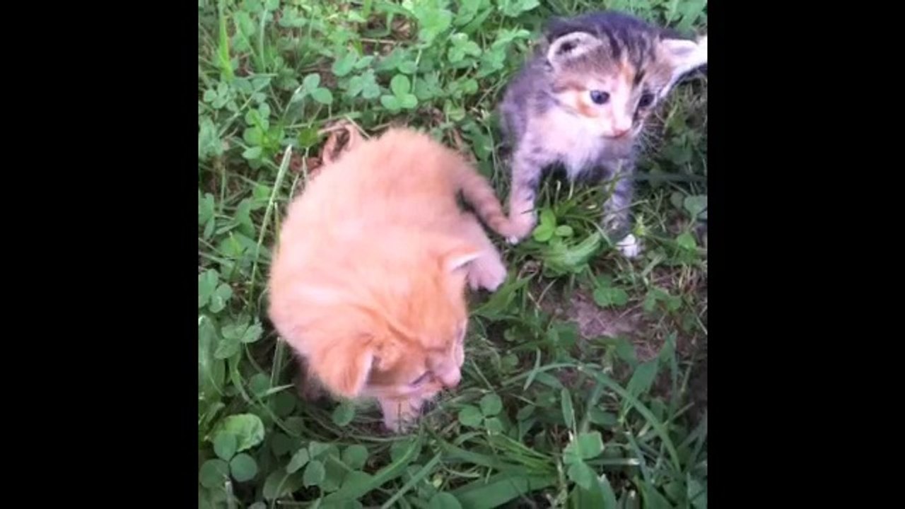 Best Cat Vines Part Two - Compilation of the greatest cat vines!