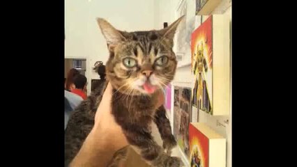 Best of Lil Bub Vines - Compilation of Favorite and Cutest Lil Bub Videos