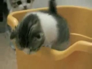 Day of Munchkin cat short legs