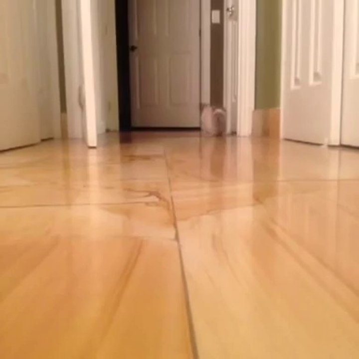 Munchkin Cat