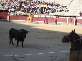 Spanish Bull-Fight - horse attacked