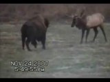 Bull Buffalo fights a Big Elk Bull