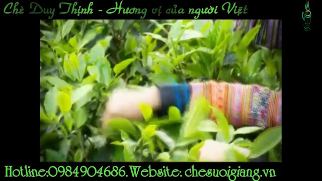 Định hướng phát triển bền vững vùng trà cổ thụ suối giàng yên bái