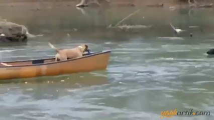 Vefakar ve bir o kadarda cesur bir köpek. Arkadaşları için suya atlıyor.