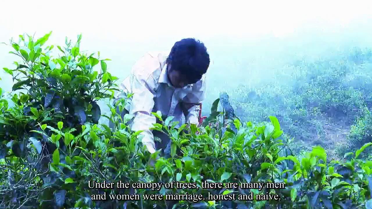 Khám phá quy trình sản xuất chè của đồng bảo H'mông Suối Giàng