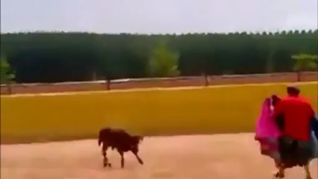 Yavru boğadan matadora ibretlik ayar