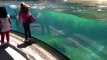 Little Girl and Sea Lion play tag. Sea Lion worried about Little Girl. ORIGINAL VIDEO