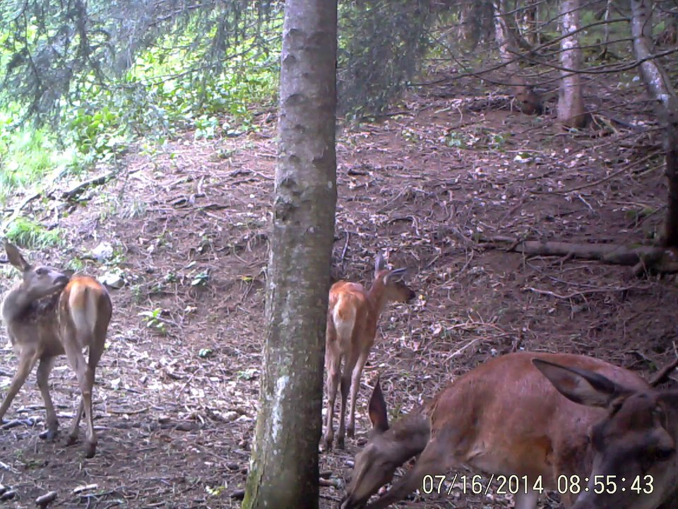 biche_bichette_faon2