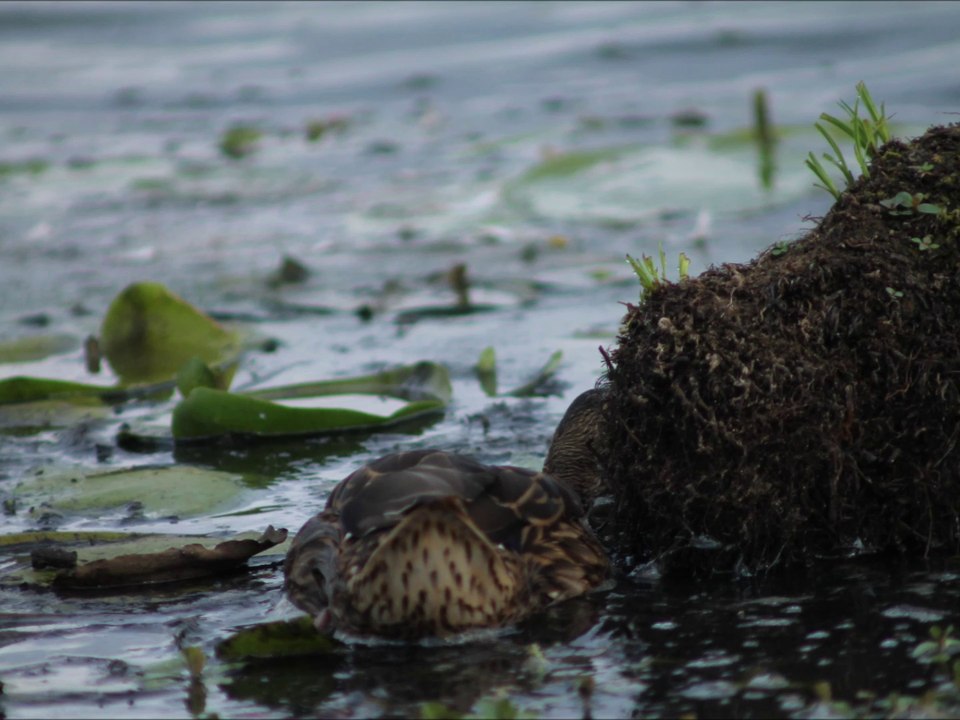 Lac de Grand Lieu  Le 20-07-2014