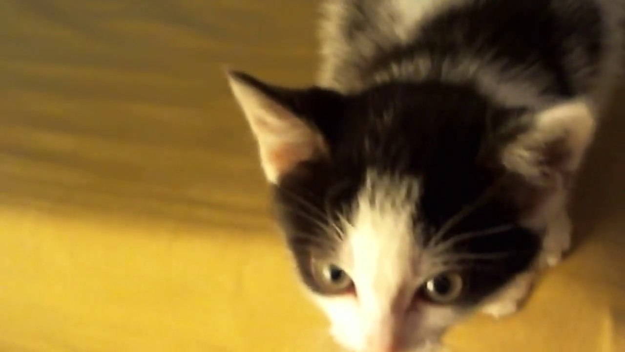 Little Cat Maja prevails | Kleine Maja setzt sich durch...