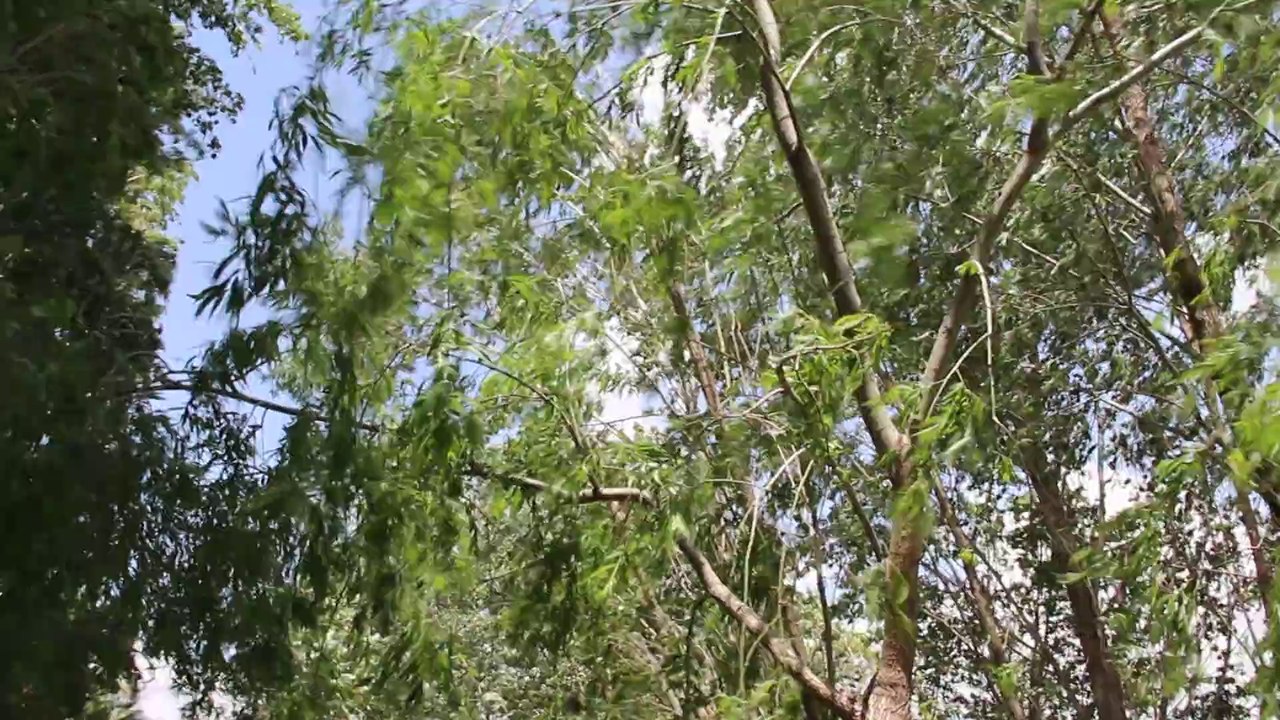 Yenifakılı ALTIHAVTTA YELLER ESİYOR