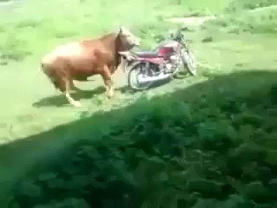 motorsiklete hallenen boğa