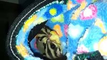 Funny Animals Videos Compilation Sugar Gliders Fun Eating Together