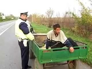 Konj u ulozi autopilota - Vredi pogledati!