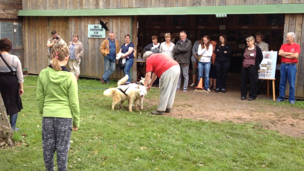 Course chiens de traîneau