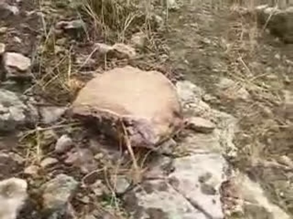 ANTS, FOURMIS, نمل