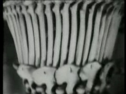 the ossuary jan svankmajer