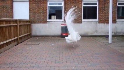 Beyaz Tavus Kuşu | Muhteşem Güzellik