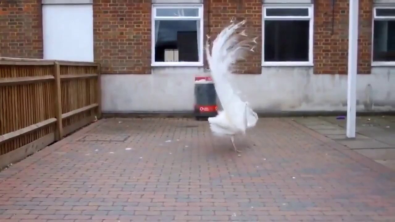 Beyaz Tavus Kuşu | Muhteşem Güzellik