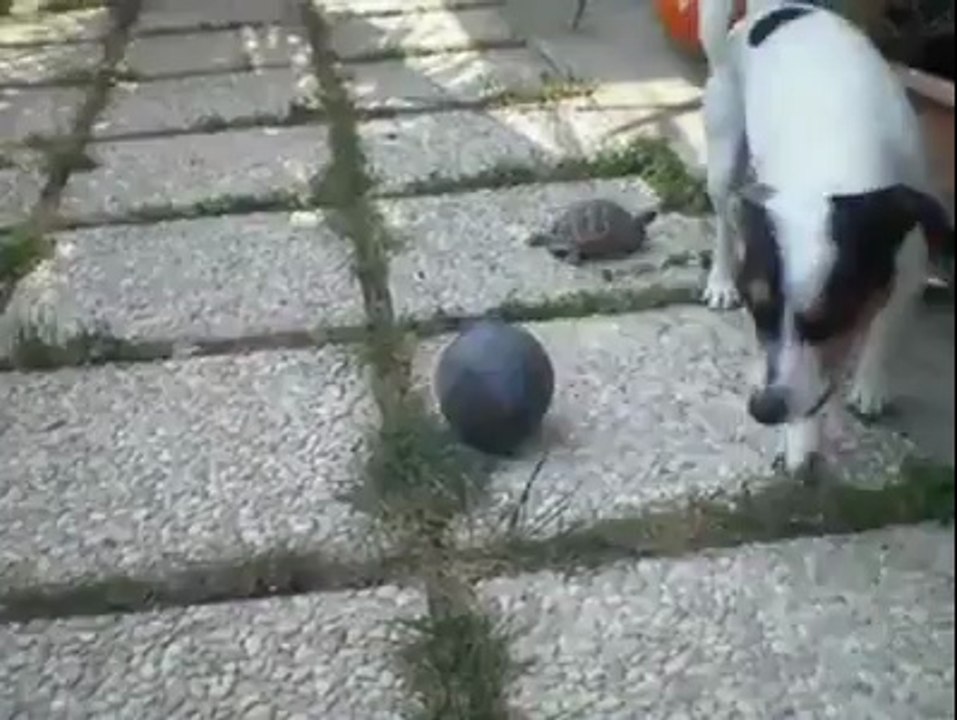 Köpeğe rağmen top oynayan Kaplumbağa