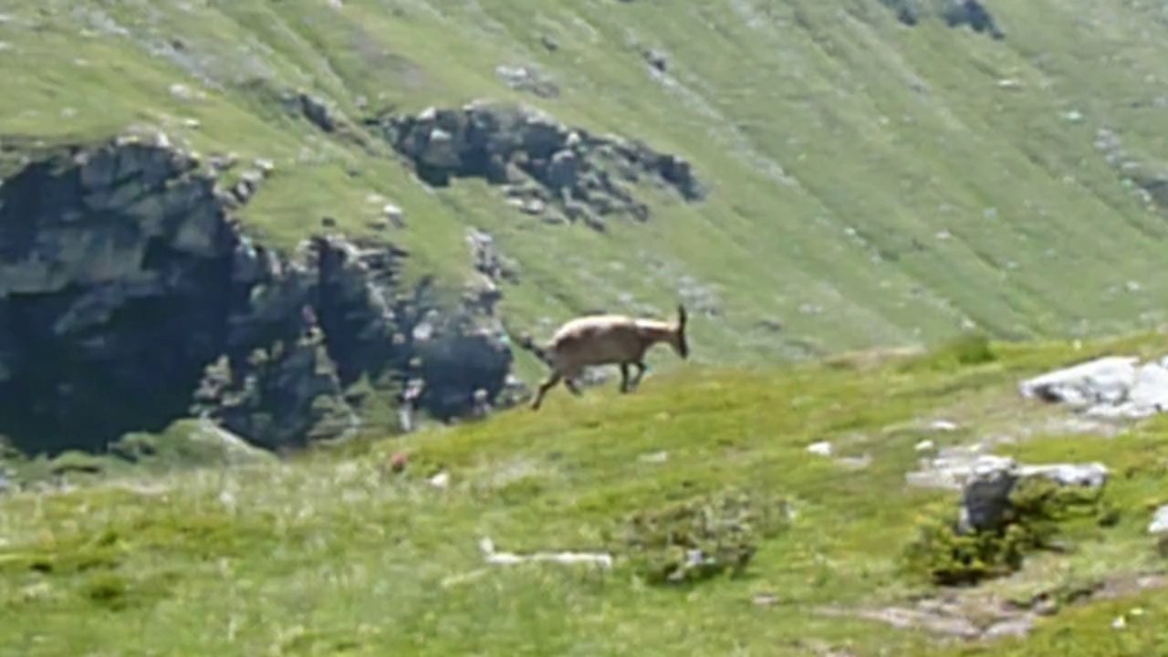 Le bouquetin dans la Vanoise