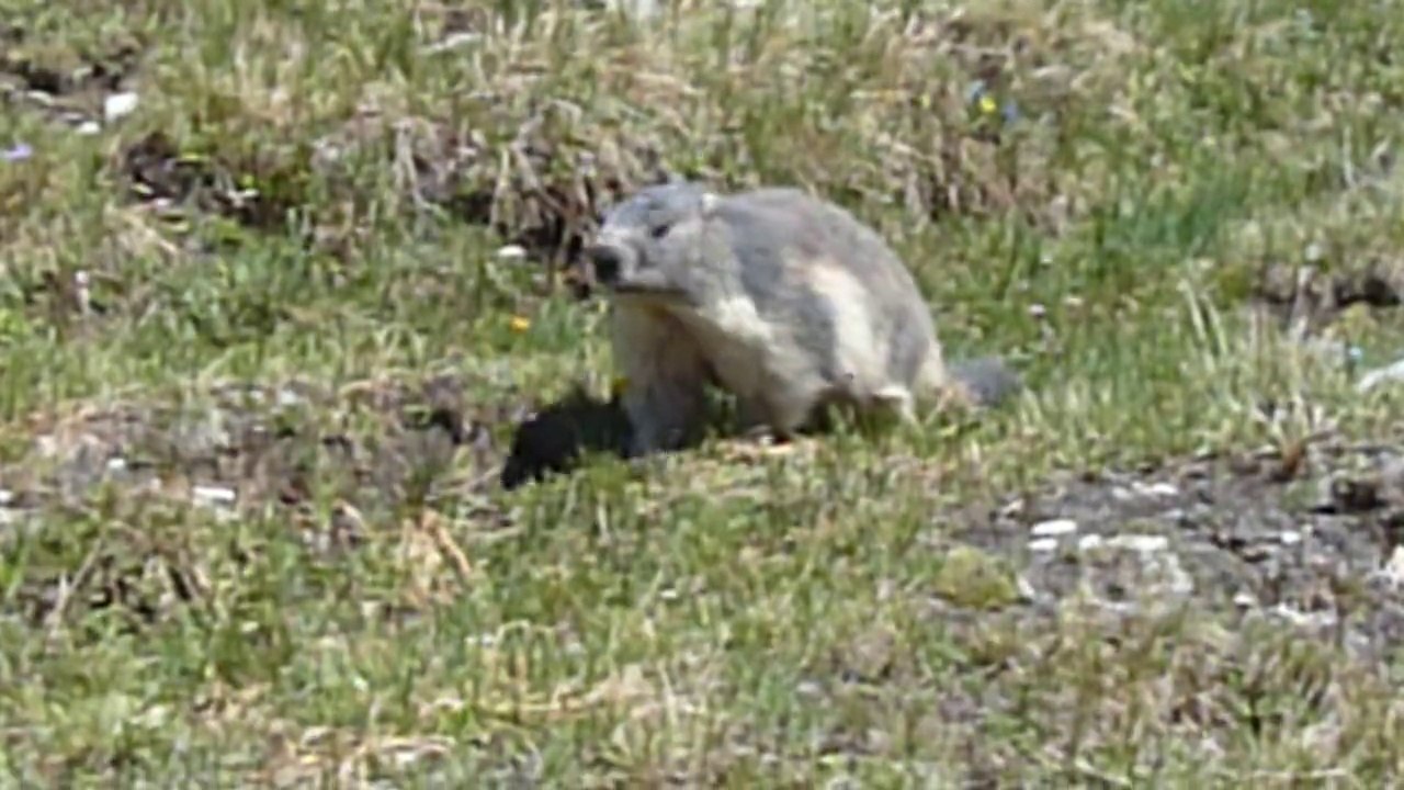 La marmotte du vallon du col de la Vanoise