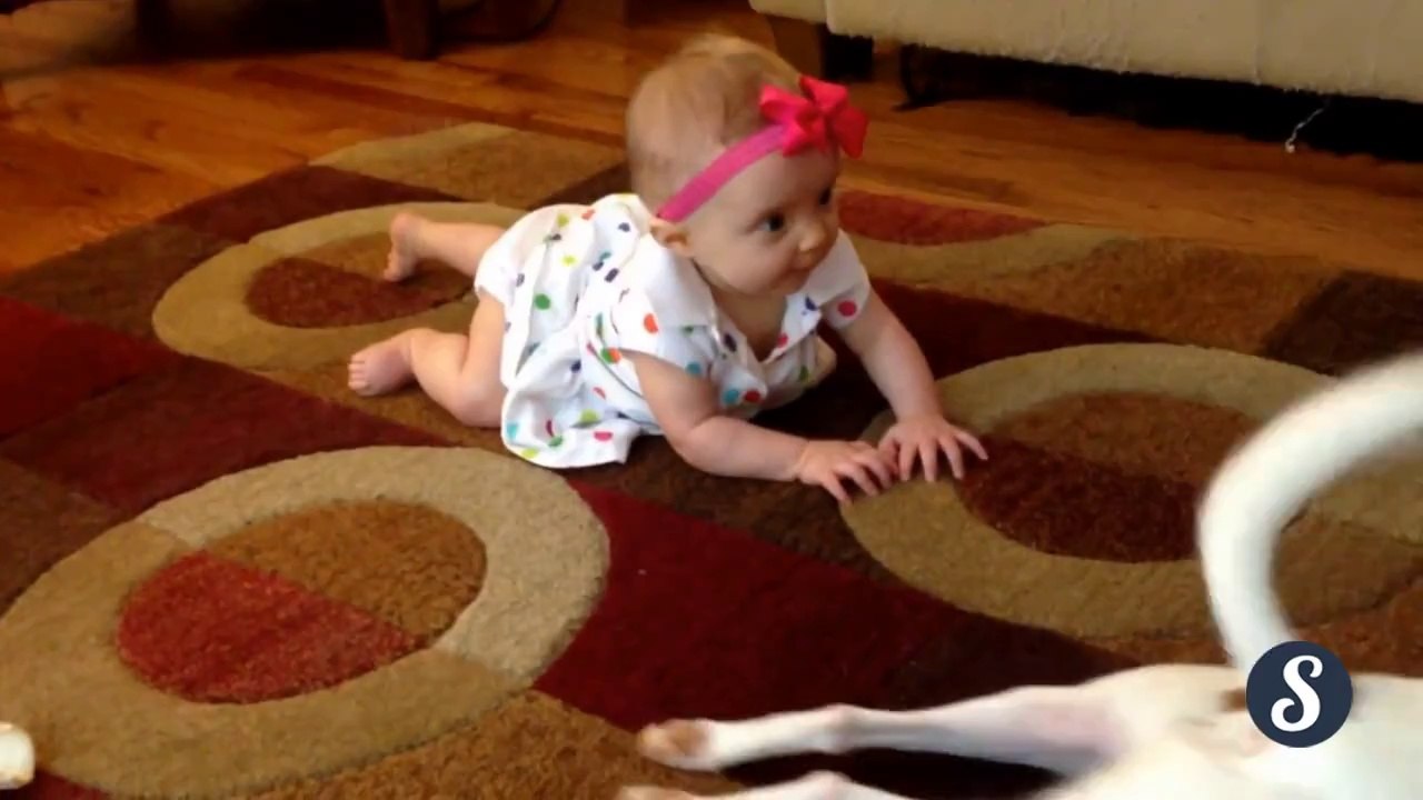 Bu nasıl bir akıl, nasıl bir sevgi..Bebeğe emeklemeyi öğreten köpek