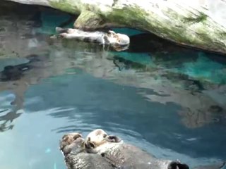 El ele tutuşup uyuyan Su Samurları  gördünüz mü?