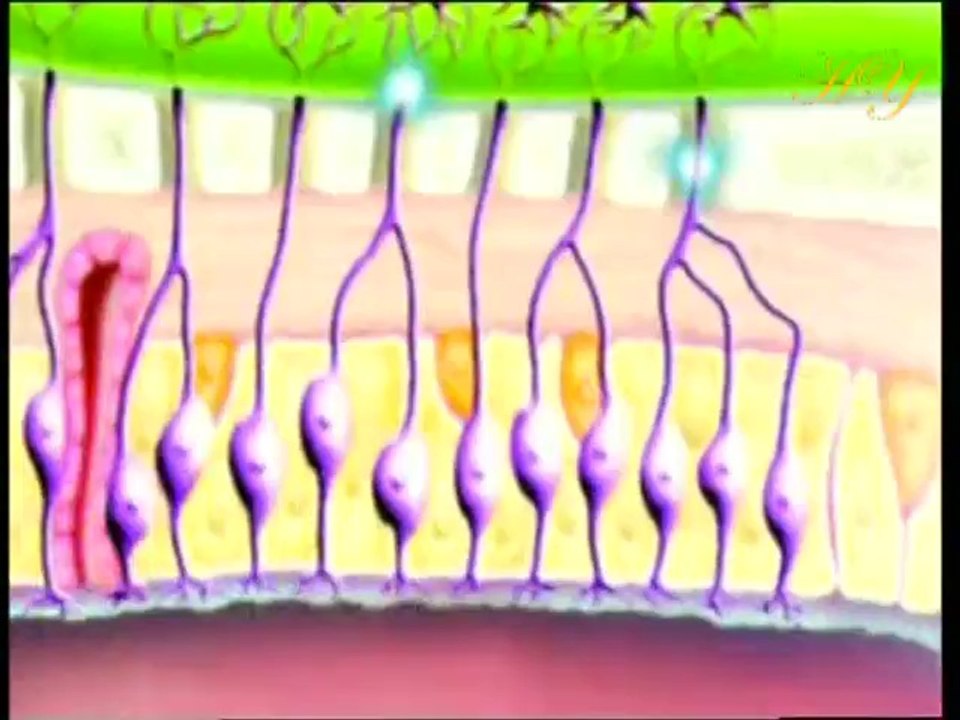 Le Miracle De L'odeur et Du Gout