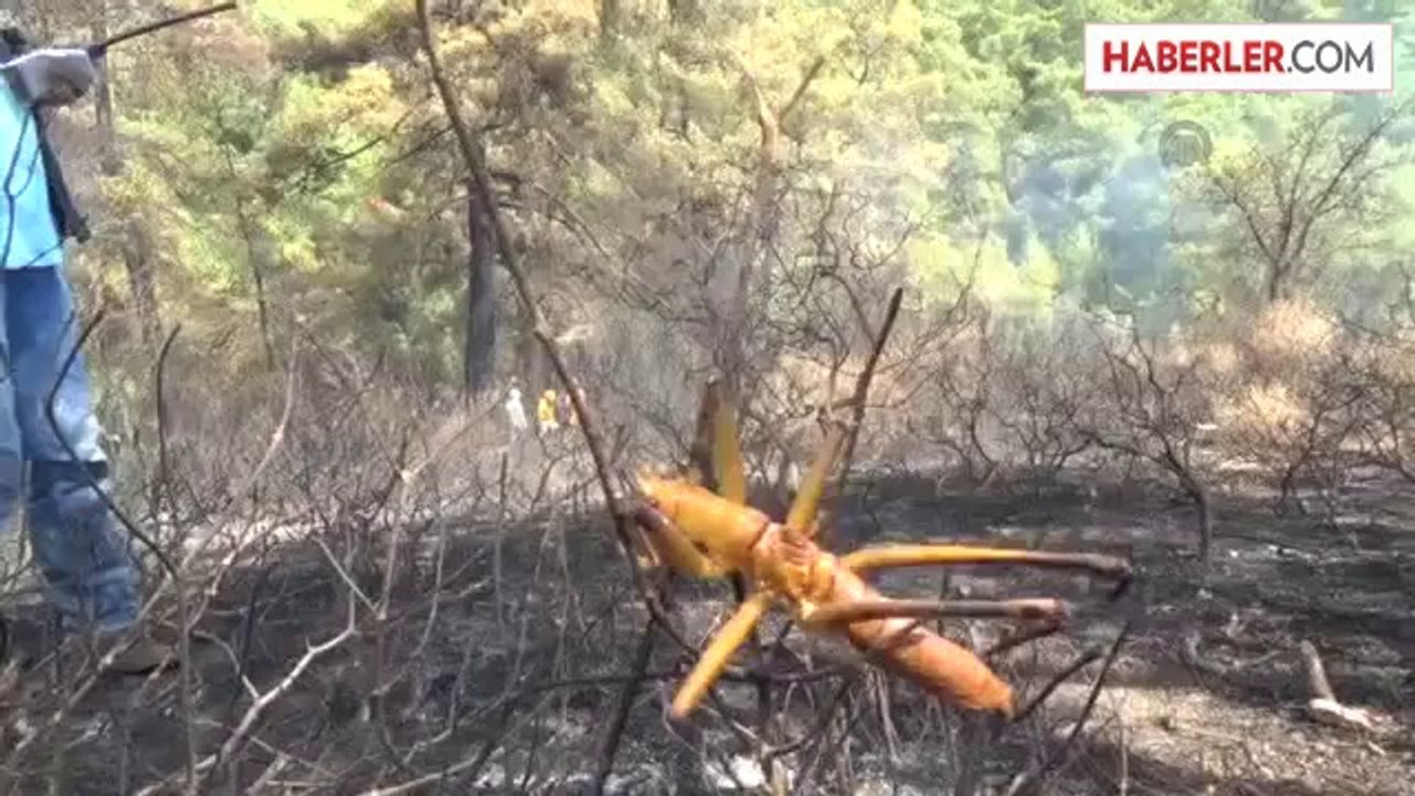 Orman yangını -