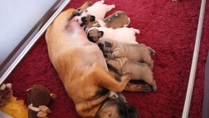 les bébés de angie 18 jours