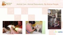 The Complete Pet Care Services Provider In Dubai