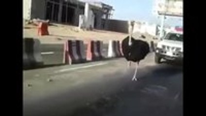 An ostrich pushing it to the limit
