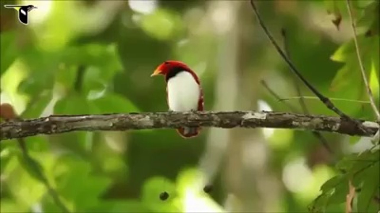 423707417732784.mp4
