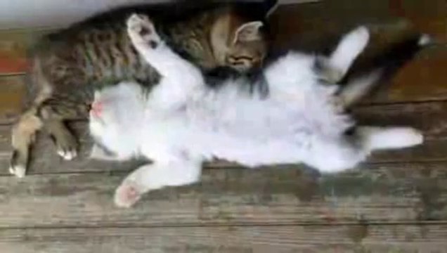 Cat tries to wake up his friend