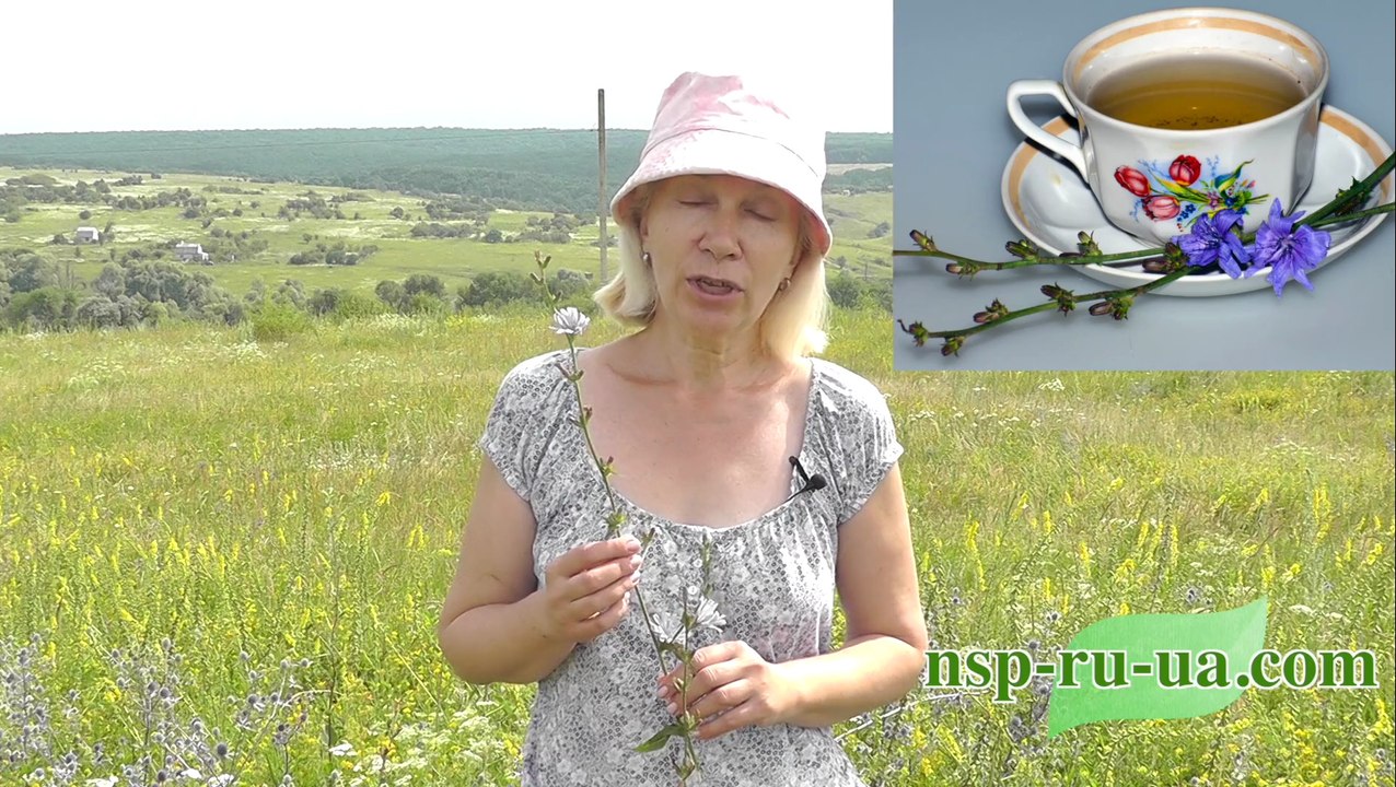 Рецепт чая с цикорием