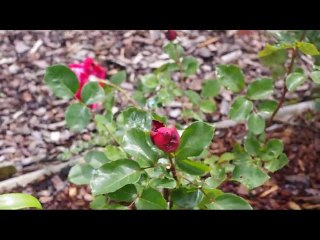 40 ans Sandrine et Vincent